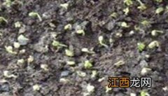 秋冬芹菜什么时候播种，秋冬芹菜栽培技术要点