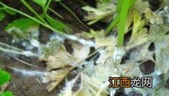 芹菜菌核病症状有哪些表现 芹菜菌核病症状有哪些