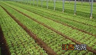 生菜定植株行距是多少合适 生菜定植株行距是多少