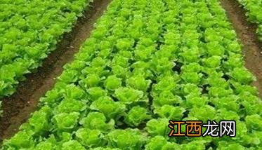 生菜定植株行距是多少合适 生菜定植株行距是多少