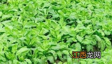 茼蒿细菌性萎蔫病用什么药物治疗 怎样防治茼蒿细菌性萎蔫病