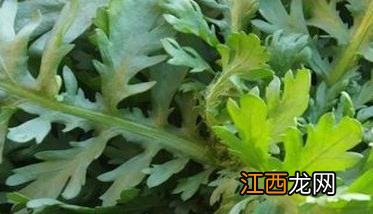 茼蒿细菌性萎蔫病用什么药物治疗 怎样防治茼蒿细菌性萎蔫病