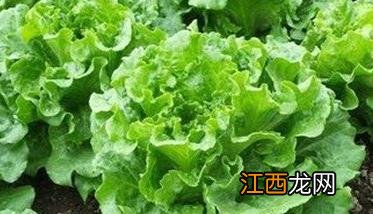 生菜种类有哪些种类 生菜种类有哪些