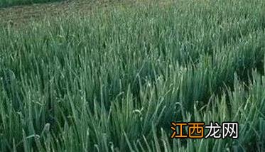 大葱细菌性尖枯病 大葱小菌核病怎么治