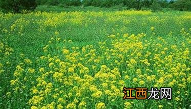 油菜田除草剂有哪些效果最好 油菜田什么除草剂最好