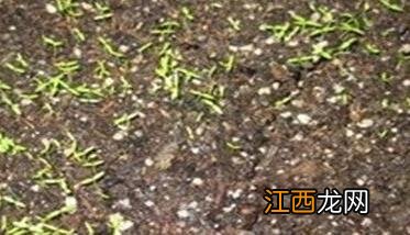 温室芹菜高产栽培技术 日光温室芹菜无公害栽培技术