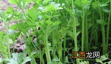 温室芹菜高产栽培技术 日光温室芹菜无公害栽培技术