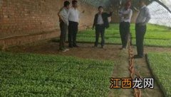 大棚青椒怎么种 大棚青椒怎么种植方法