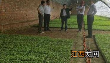 大棚青椒怎么种 大棚青椒怎么种植方法