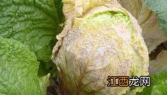 大白菜软腐病防治技术及其发生规律 大白菜软腐病防治措施