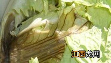 大白菜软腐病防治技术及其发生规律 大白菜软腐病防治措施