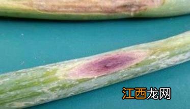 大葱紫斑病的发病规律 大葱紫斑病发病规律是什么