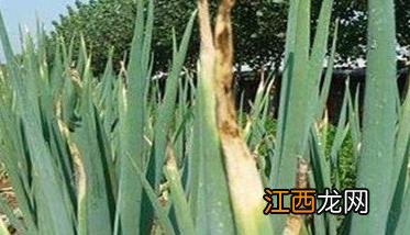 大葱猝倒病发病规律是什么 葱苗猝倒病的治疗方法