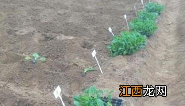 结球甘蓝的栽培时间与种植管理 结球甘蓝的栽培时间与种植管理方法