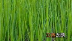 大葱种植之青葱栽培技术要点 大葱种植方法如下