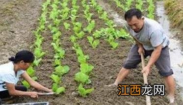 大白菜的栽培方式 大白菜栽培技术要点与主要步骤