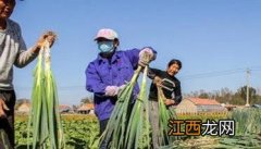 大葱的收获时间与保存方法 大葱的收获时间与保存方法是什么