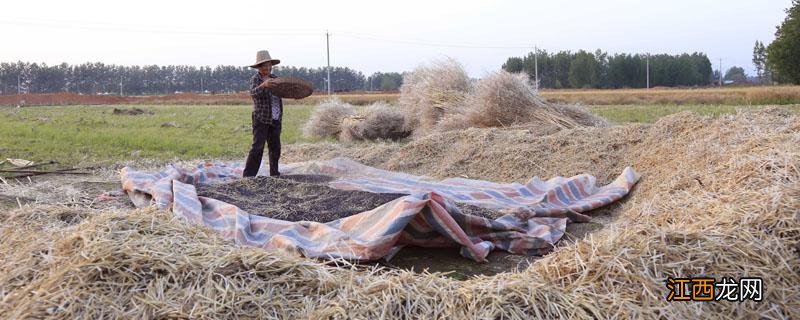 有什么方法打油菜快 打油菜的快速有效方法