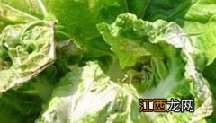 大白菜病虫害防治：白菜病毒病、霜霉病等