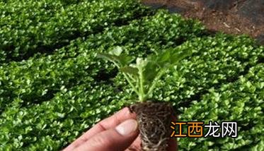 芹菜栽培技术要点：如何育苗、定植与田间管理