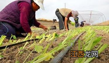 芹菜栽培技术要点：如何育苗、定植与田间管理