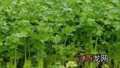 芹菜栽培技术要点：如何育苗、定植与田间管理