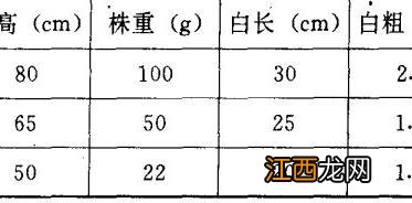 大葱苗和洋葱苗怎么区分 大葱葱苗分级标准