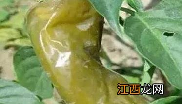 如何防治青椒软腐病 如何防治青椒软腐病的方法