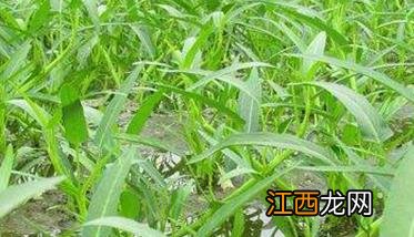 空心菜种植技术要点 空心菜种植时间及技术要点