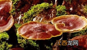 种植灵芝的培植方法及出芝后的管理 栽培灵芝