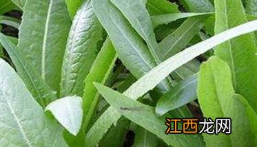 油麦菜的种植方法 油麦菜的种植方法和步骤