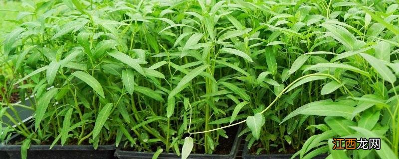 柳叶空心菜种植时间和方法 柳叶空心菜种植技术