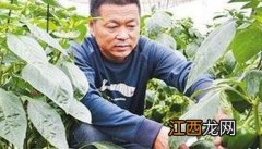 甜椒的种植技术与管理方法 甜椒种植管理技术要点是什么