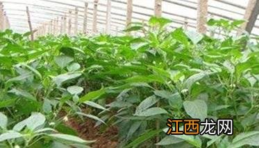 青椒种植步骤 青椒种植方法及其需注意事项