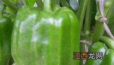 青椒种植步骤 青椒种植方法及其需注意事项