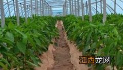 青椒种植时间和收获时间 青椒种植时间