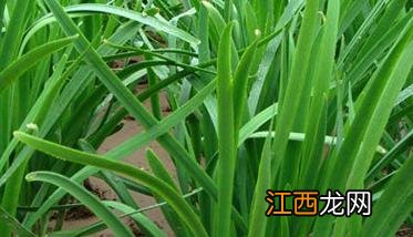 韭菜栽培技术及要点 韭菜的种植与管理技术要点