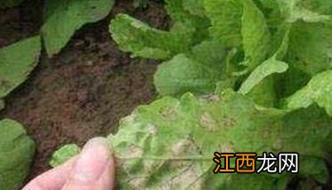 大白菜霜霉病的防治方法 大白菜霜霉病防治方法