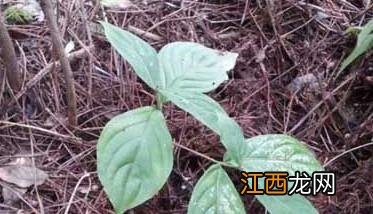 人参的种植条件要求 人参生长条件及种植技术