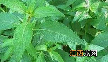 溪黄草种植技术 溪黄草种植技术视频