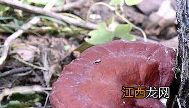 我国著名的中药材有哪些 我国名贵中药材有哪些?