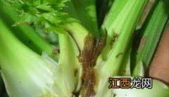 芹菜软腐病防治方法 芹菜软腐病如何防治