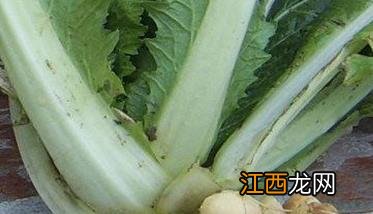 白菜根肿病治疗 白菜根肿病用什么药