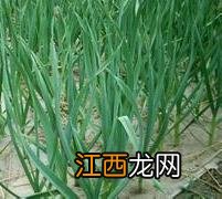 大蒜双层覆膜种植方法图片 大蒜双层覆膜种植方法