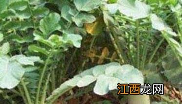 萝卜怎么种植方法步骤 萝卜怎么种