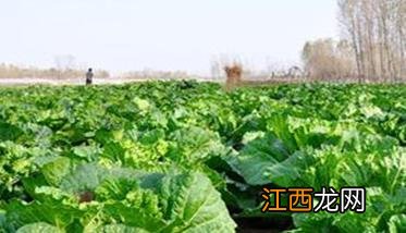 大白菜包心期管理技术要点 大白菜包心期怎样施肥