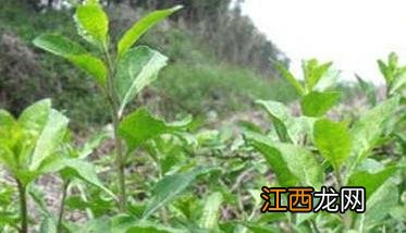 大棚种植枸杞 大棚菜用枸杞无公害高产栽培技术