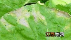 大白菜霜霉病防治方法与对策 小白菜霜霉病防治