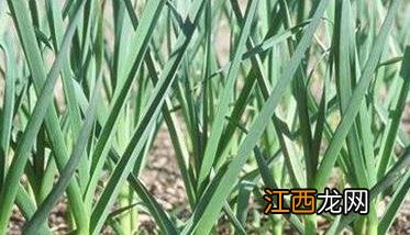 大蒜的管理和施肥方法 大蒜的田间管理技术及施肥方法