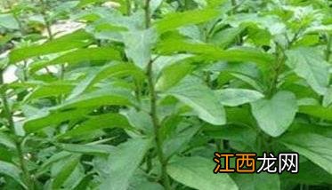 菜用枸杞种植环境要求及病害防治技术要点